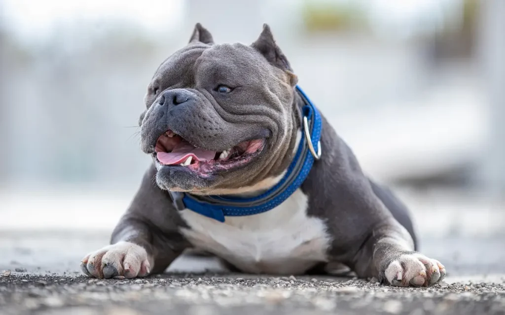 American Bully