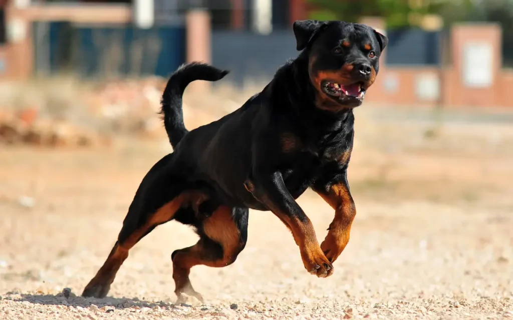 Perro rottweiler