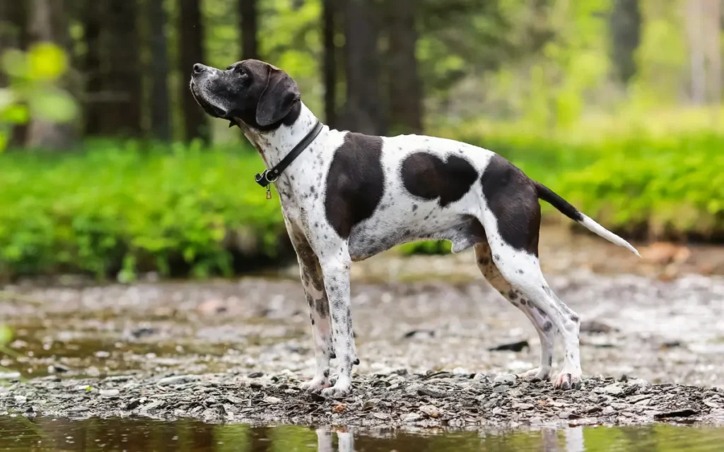 razas de perros grandes pointer Ingles