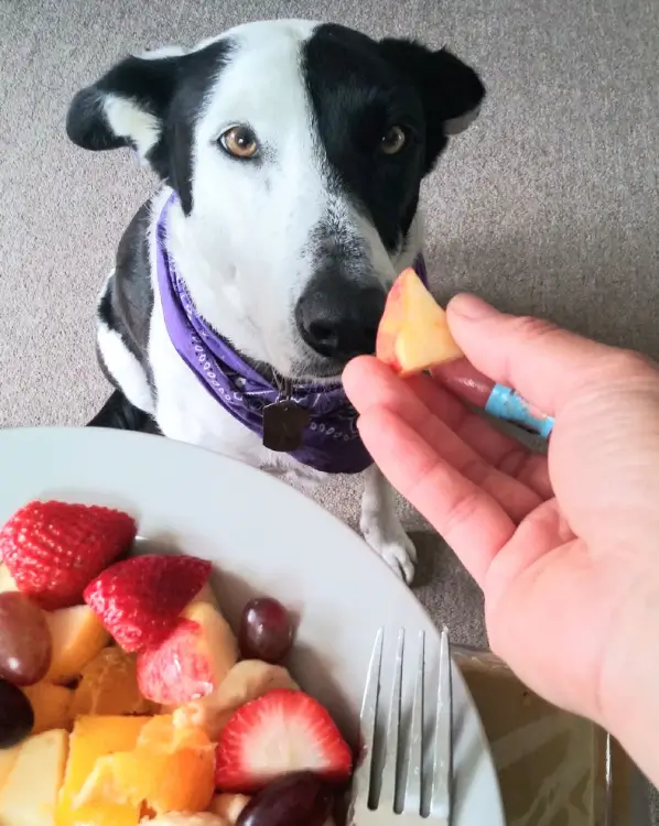 los perros pueden comer fresas?