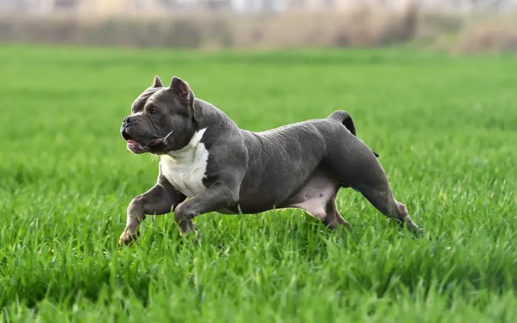 American Bully