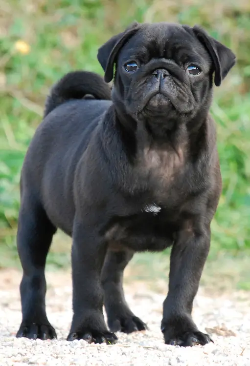 perros Pug