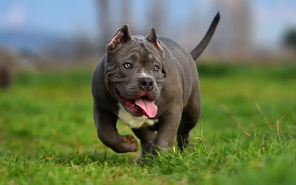 American Bully