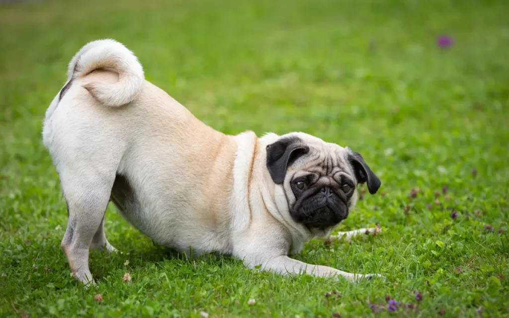 perros Pug