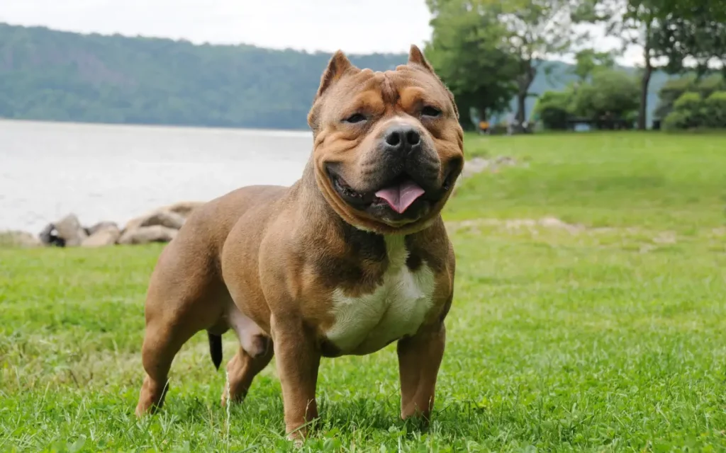 American Bully