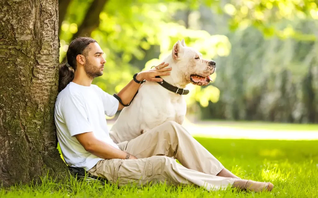 Dogo Argentino