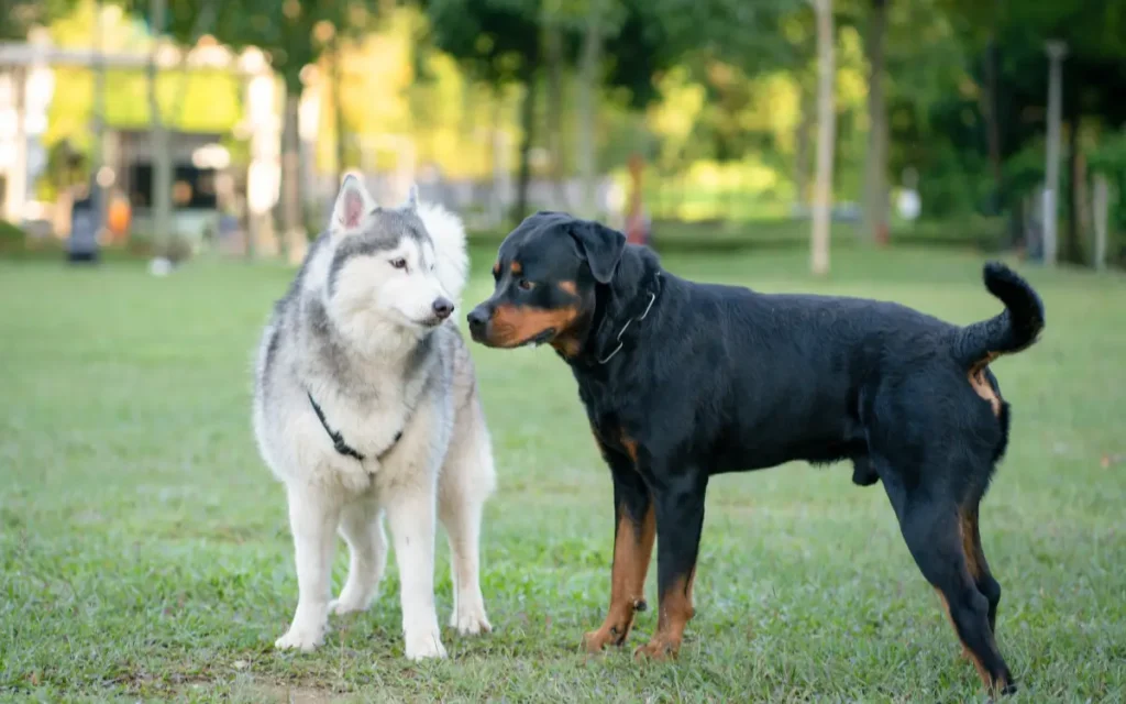 perro rottweiler