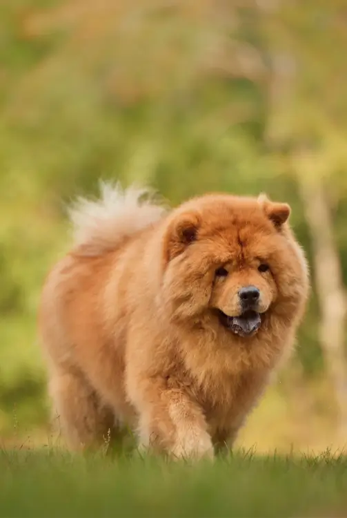 Chow Chow