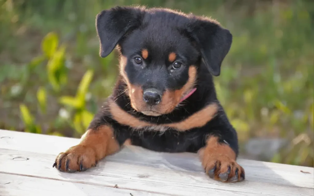 Perro rottweiler