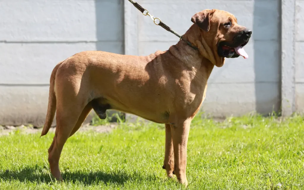 razas de perros grandes tasa inu