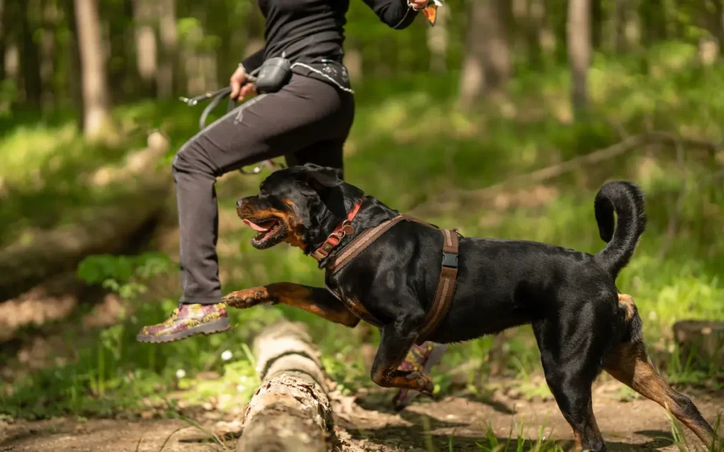 perro rottweiler