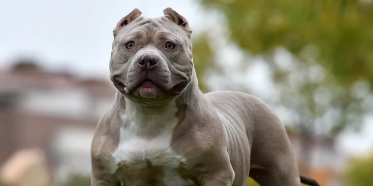 American Bully