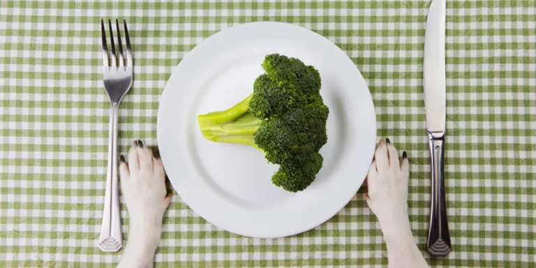 los perros pueden comer brocoli