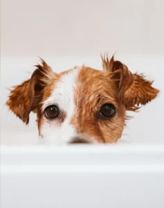 bañar a un perro miedo