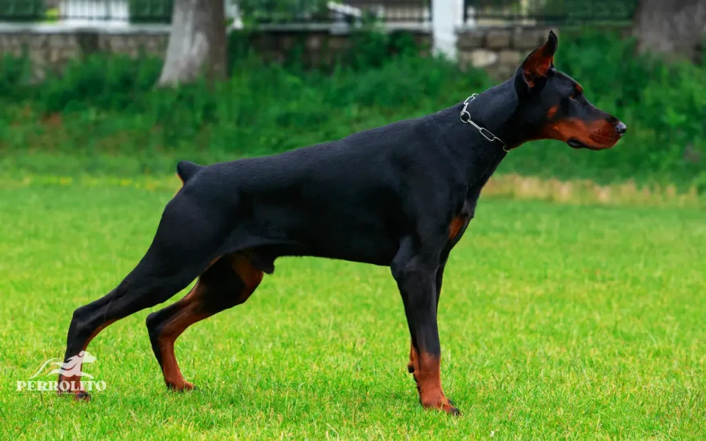 Doberman Pinscher