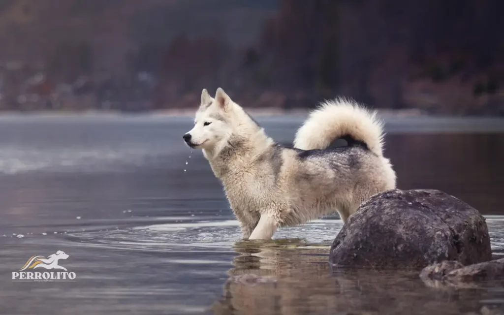 Perros Husky