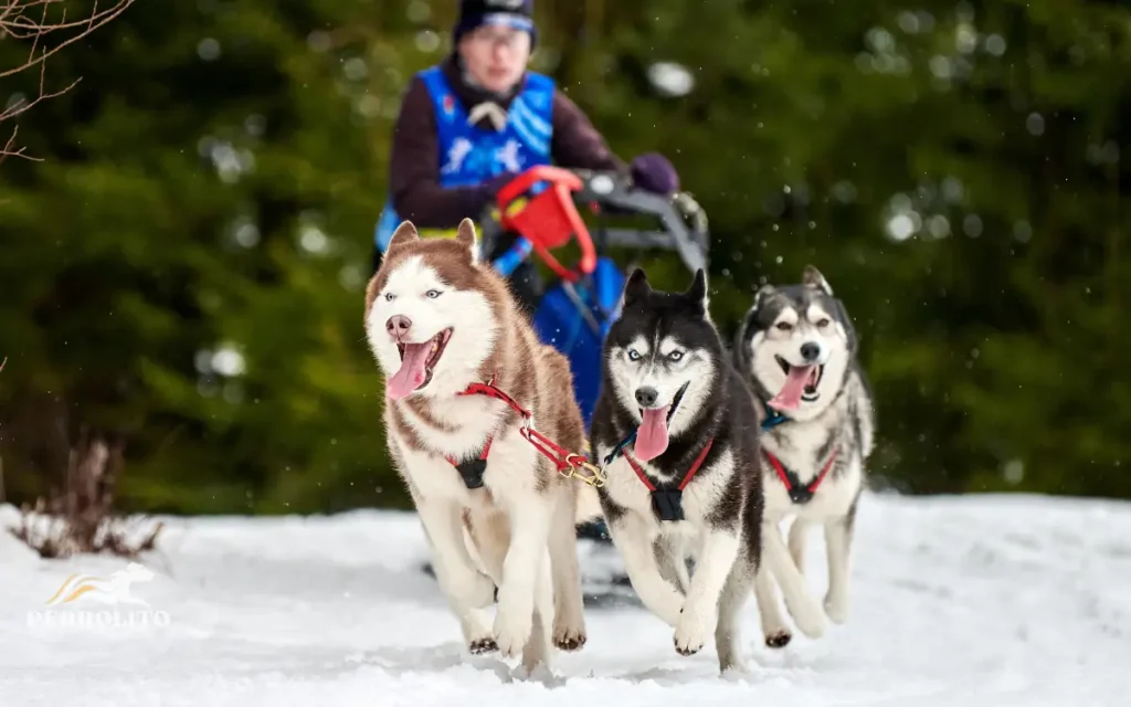 Perros Husky siberiano