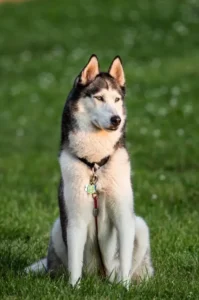 perro husky siberiano