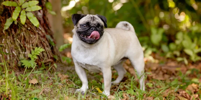 perro pug