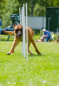 Entrenamiento y adiestramiento del Pastor Belga Malinois