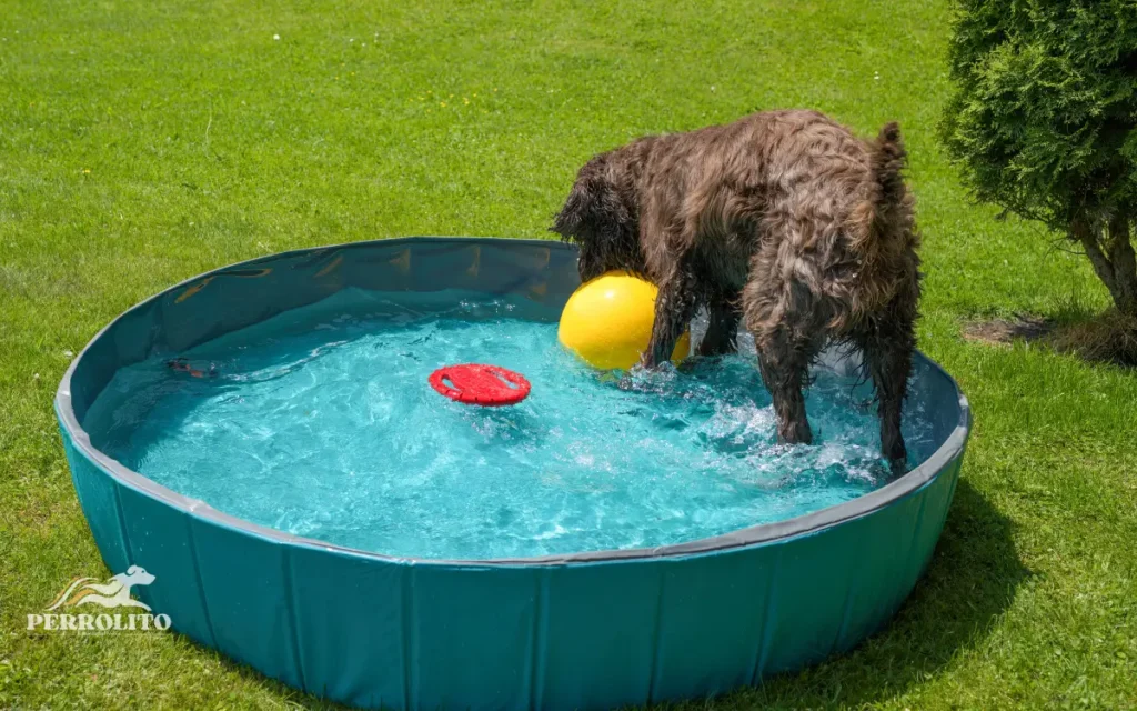 bañar a un perro