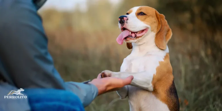 razas de perros más inteligentes