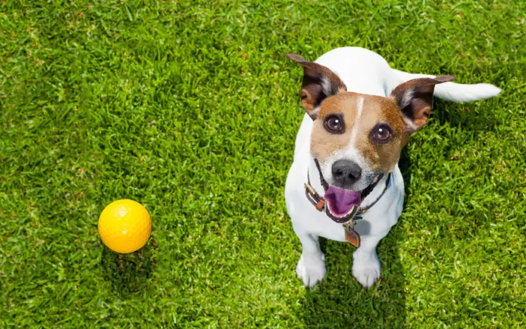 ¿Cómo enseñar a un perro a que suelte un objeto?