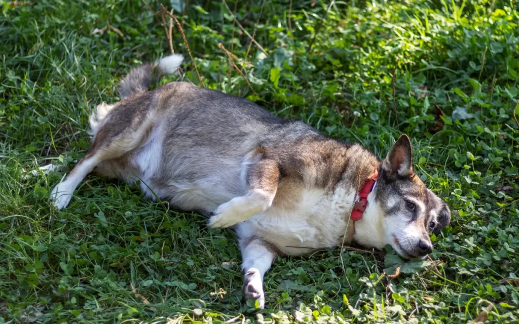 perro lobo checoslovaco