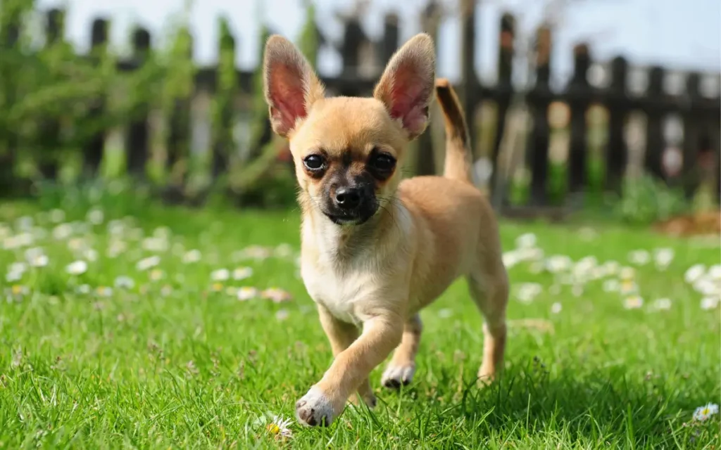 perro chihuahua