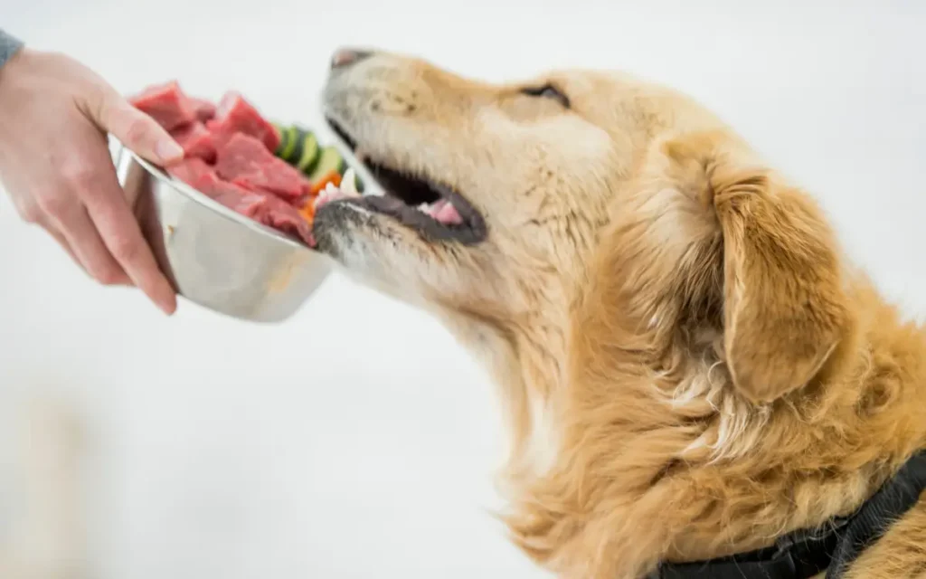 comida casera perros