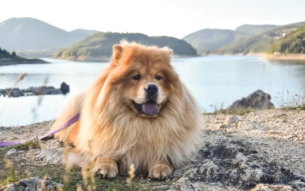 Chow Chow