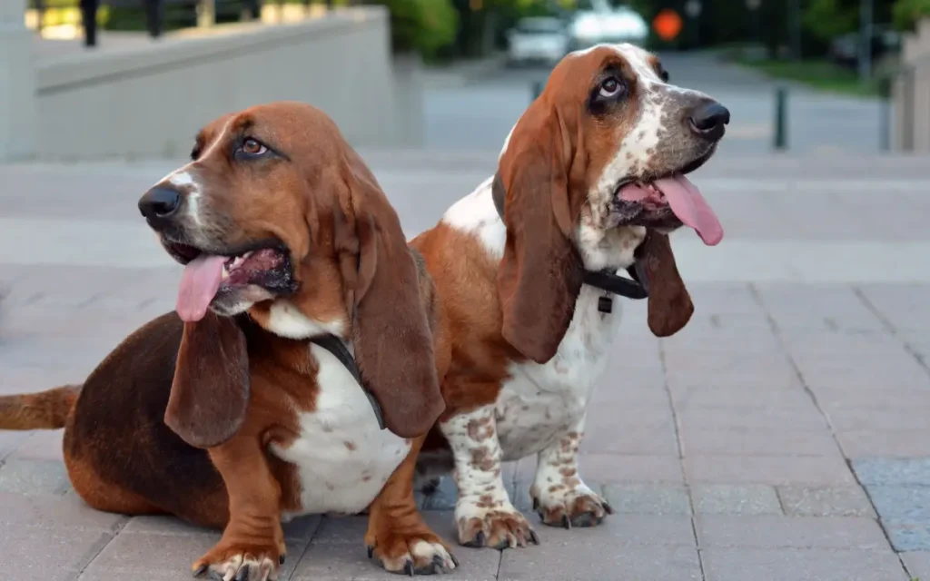 perros de razas grandes Subuesos