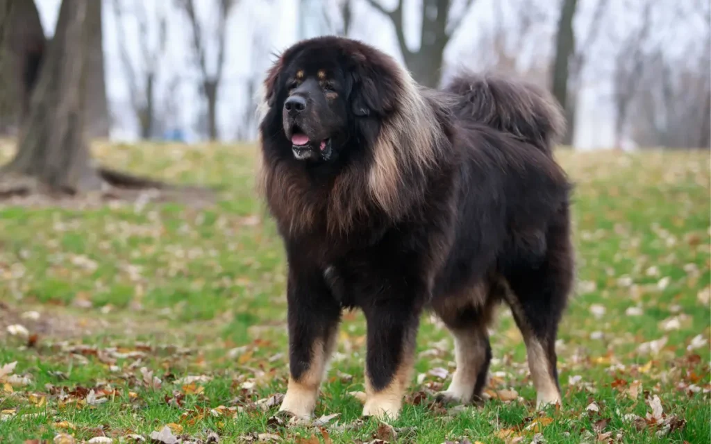 perros de razas grandes Mastines tibetanos