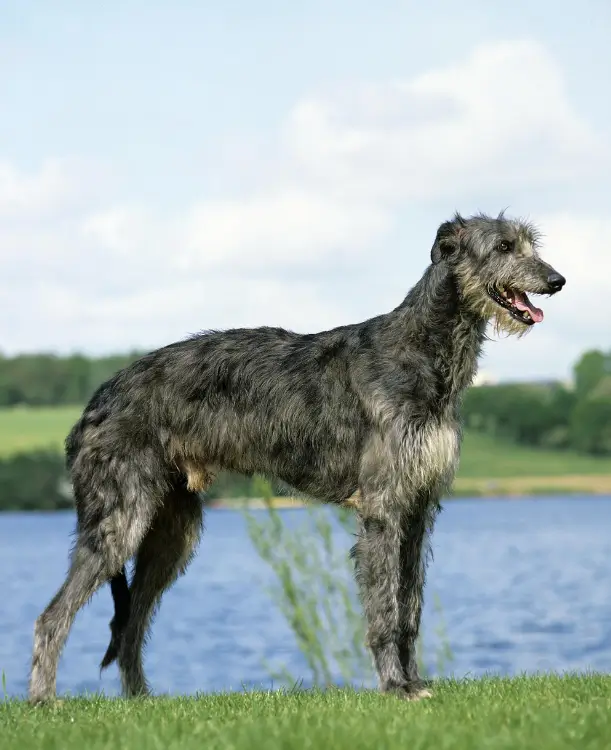 perros de razas grandes Lebrel escocés