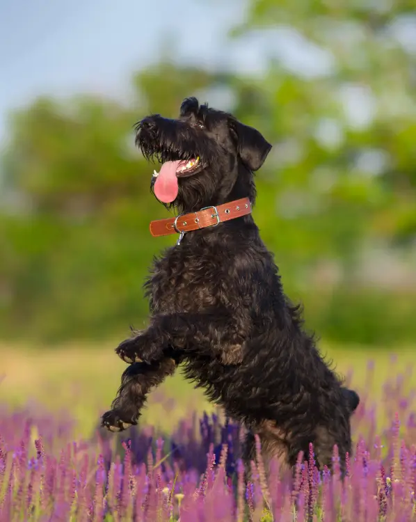 Perros de razas grandes Terrier ruso negro