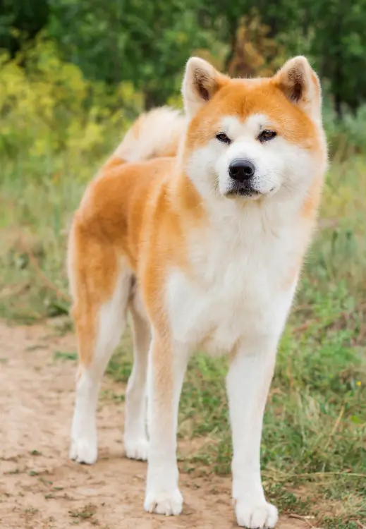 Perros de razas grandes Akita inu