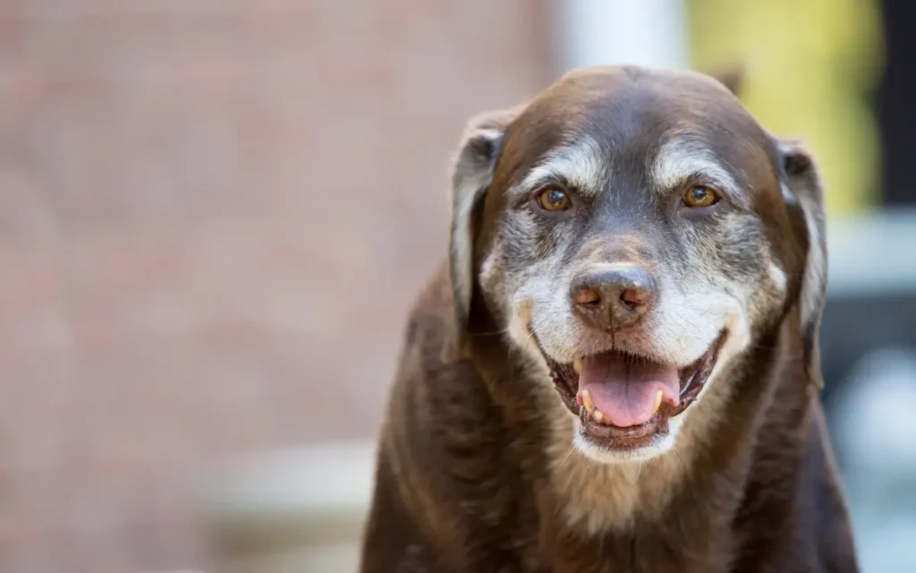 ¿Cómo debe ser el cuidado de los perros?