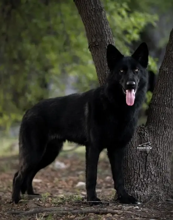 Calupoh El Perro Lobo Mexicano en Detalle