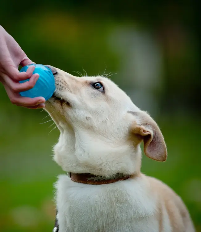 ¿Cómo enseñar a un perro a que suelte un objeto?