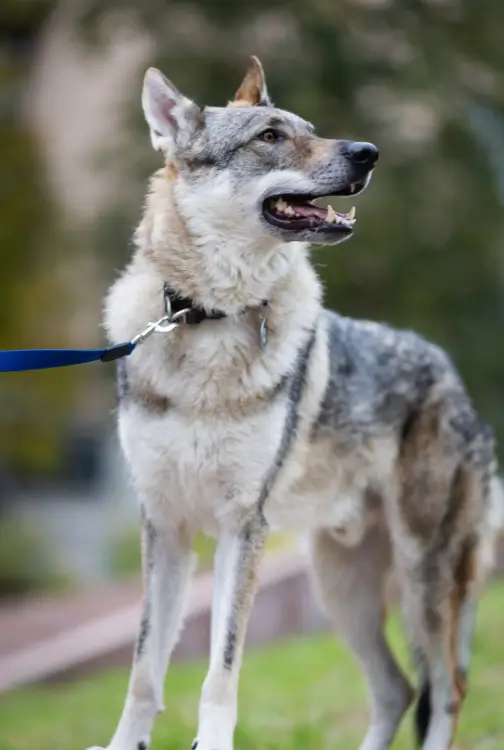 perro lobo checoslovaco