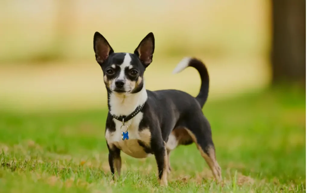 perro chihuahua