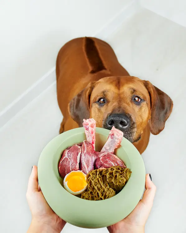 comida casera perros