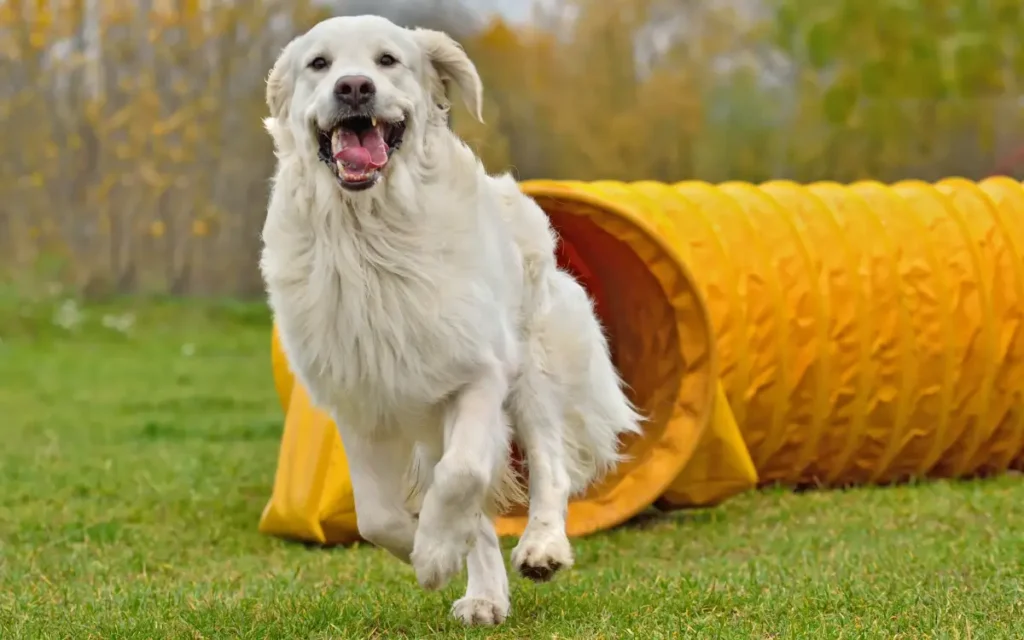 ¿Cómo debe ser el cuidado de los perros?