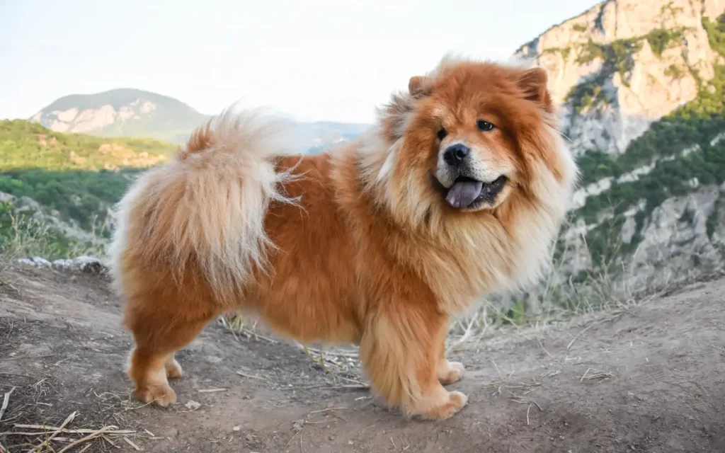 Chow Chow