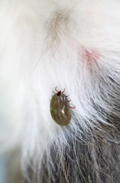 Cómo quitarle una garrapata a un perro