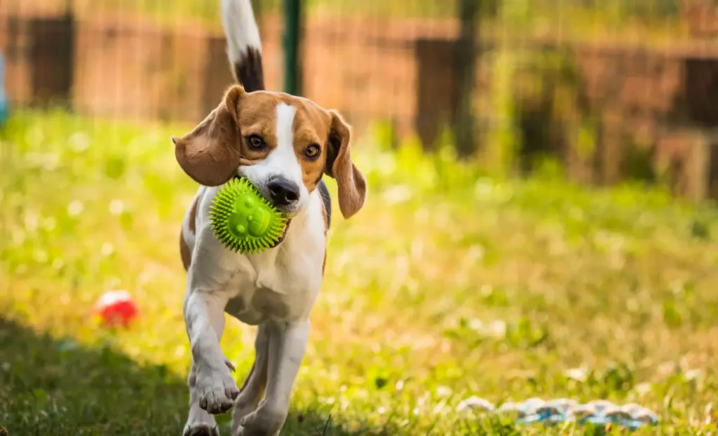 ejercicios para perros