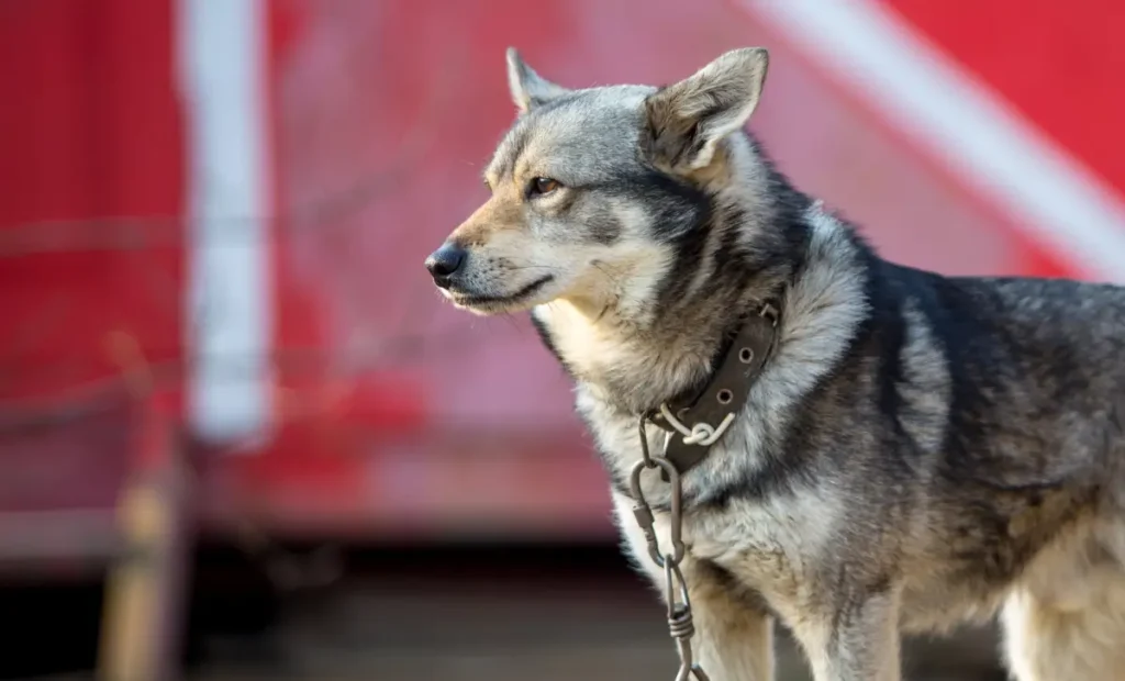 perro lobo checoslovaco