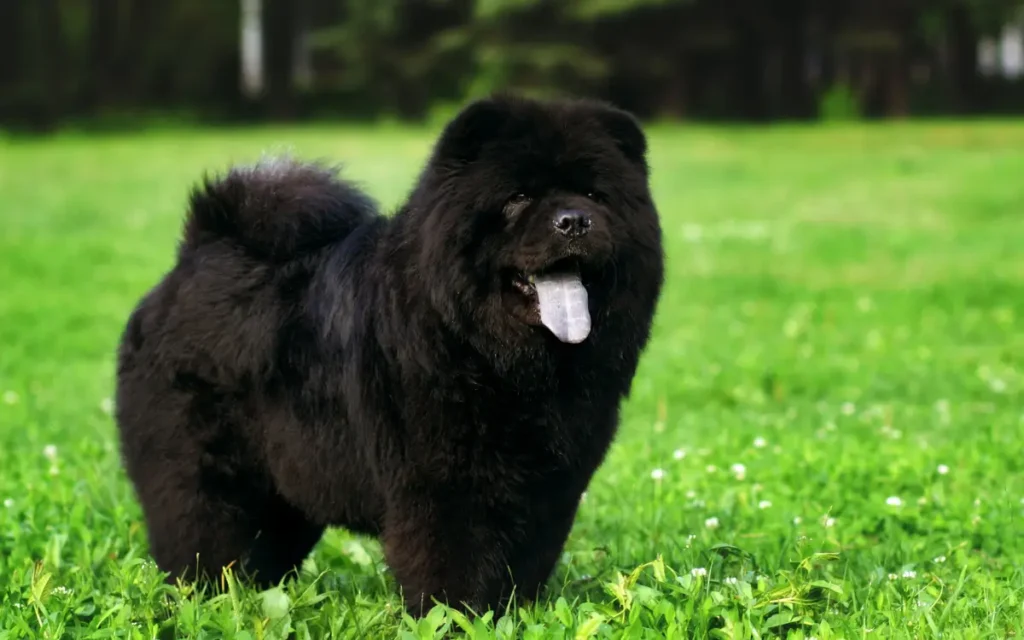 Chow Chow