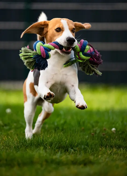 ejercicios para perros