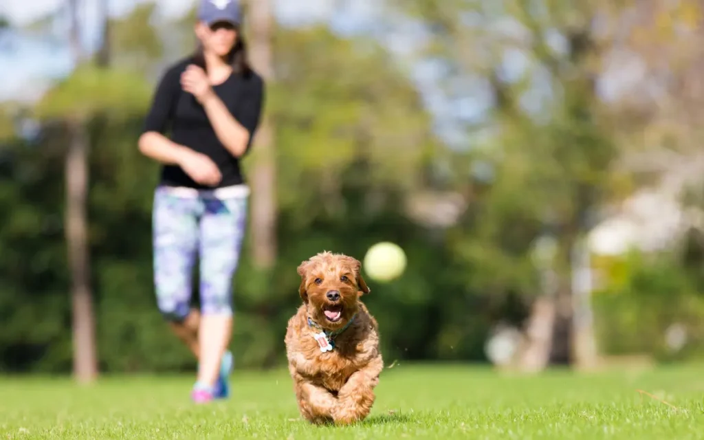 ¿Cómo enseñar a un perro a que suelte un objeto?